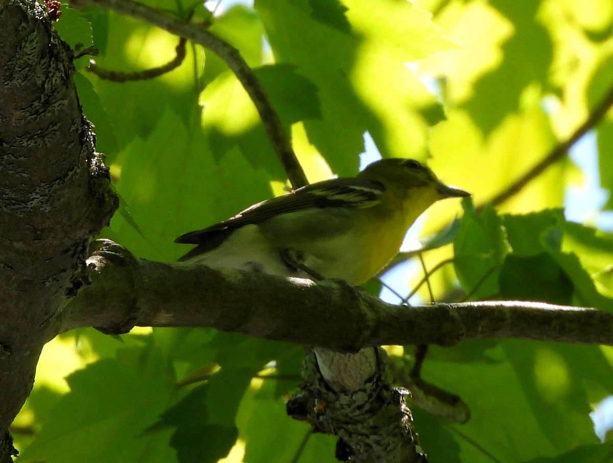 Yellow-throated Vireo - Sharon Wilcox