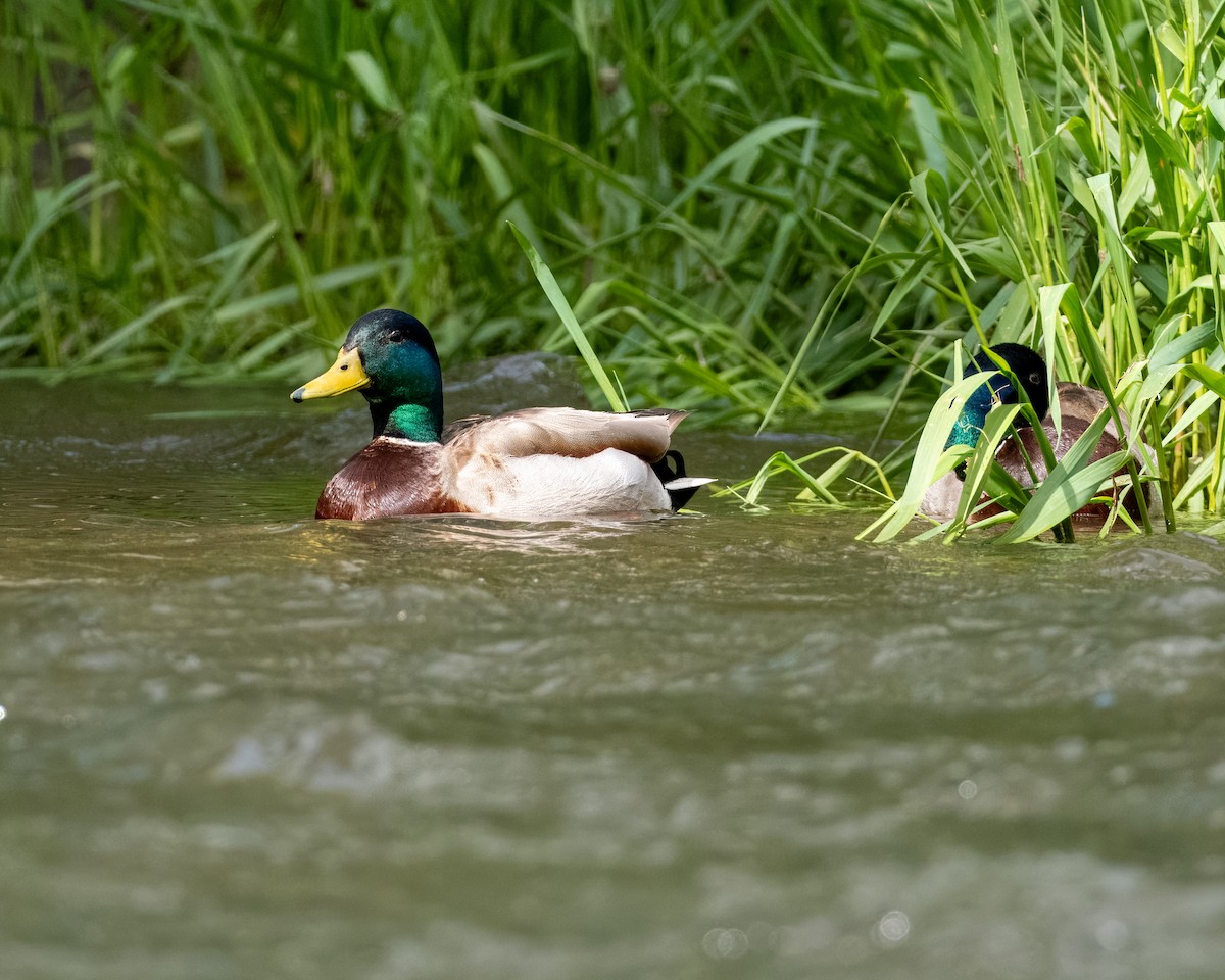 Mallard - Melody Serra