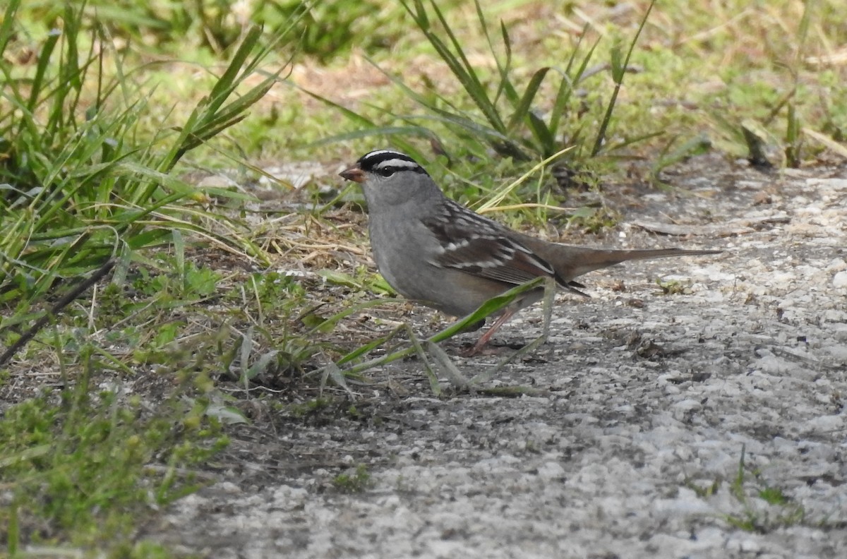 White-crowned Sparrow - Sue Ascher