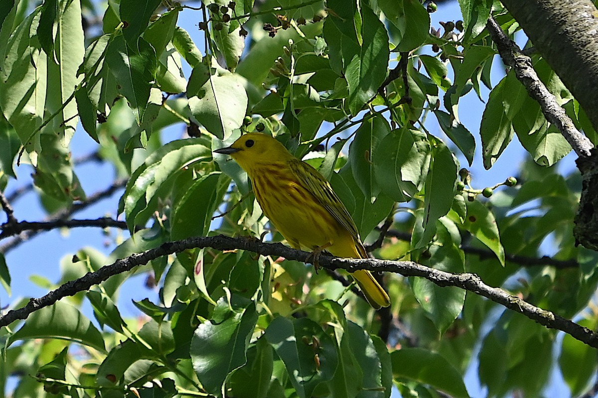 Yellow Warbler - Chad Ludwig