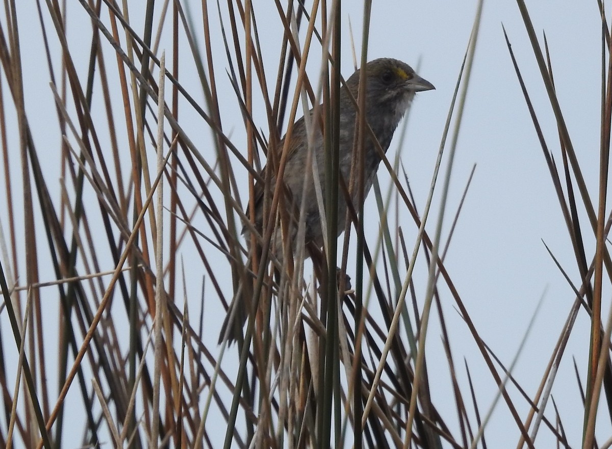 Seaside Sparrow - Fred Shaffer