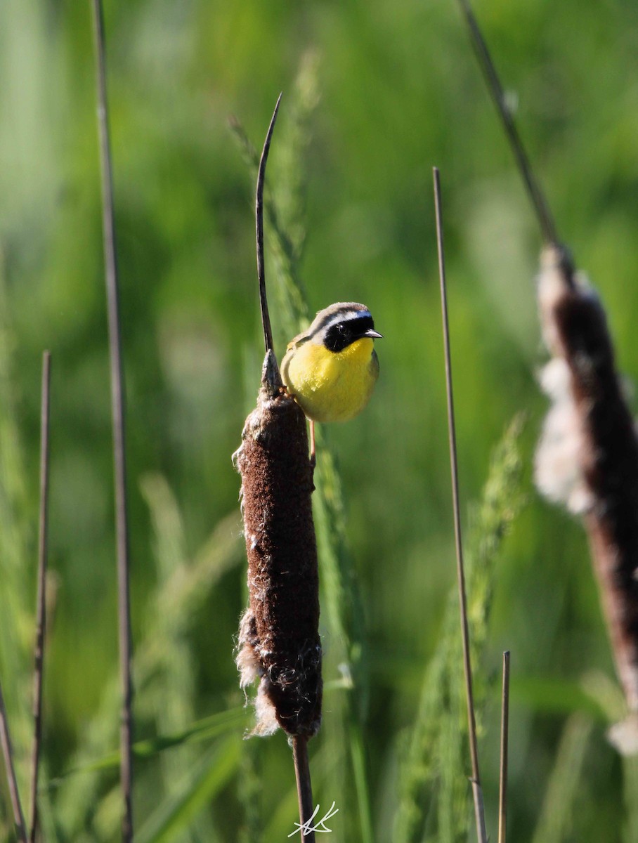 Common Yellowthroat - Nik Kristensen