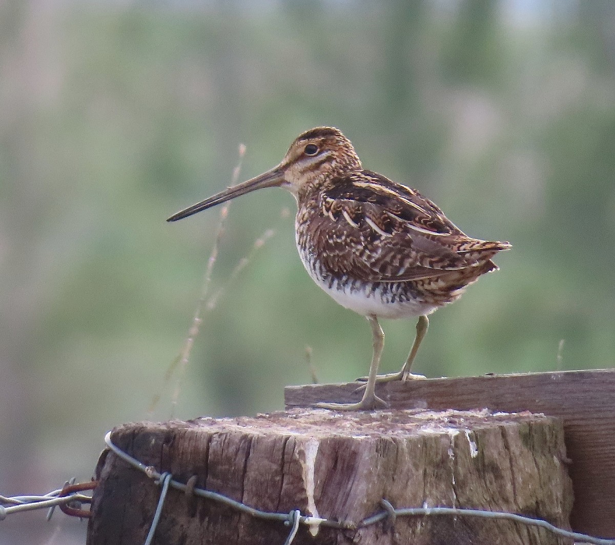 Wilson's Snipe - Bonnie Roemer