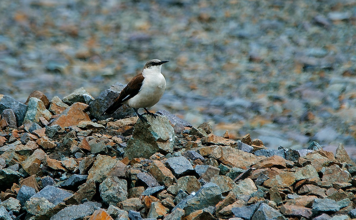 White-bellied Cinclodes - ML619648373