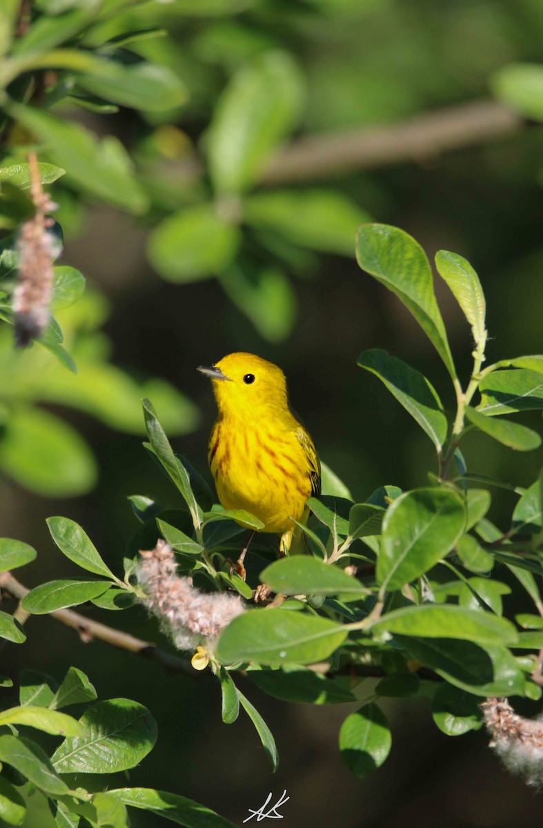 Yellow Warbler - Nik Kristensen