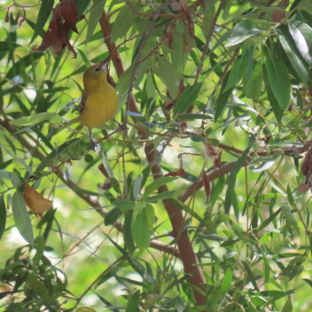 Hooded Oriole - Brian Nothhelfer