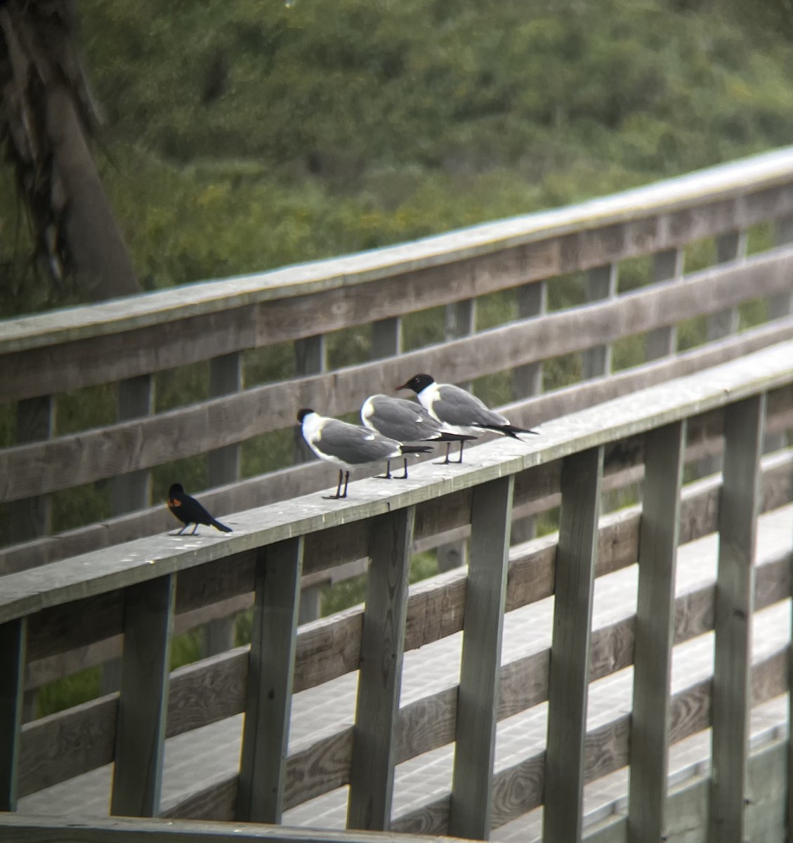 Laughing Gull - ML619648378