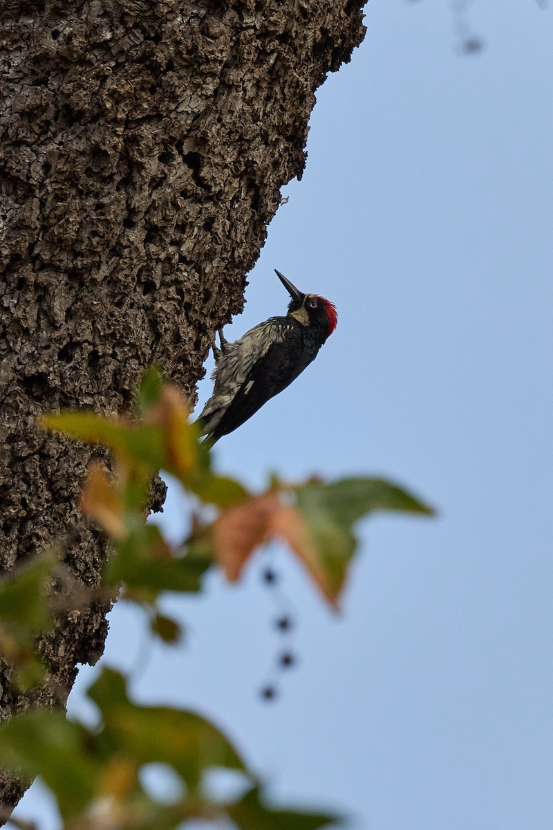 Acorn Woodpecker - Haruhiko Ishii