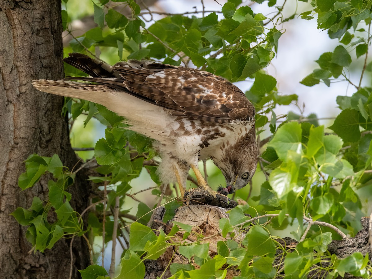 Red-tailed Hawk - Melody Serra