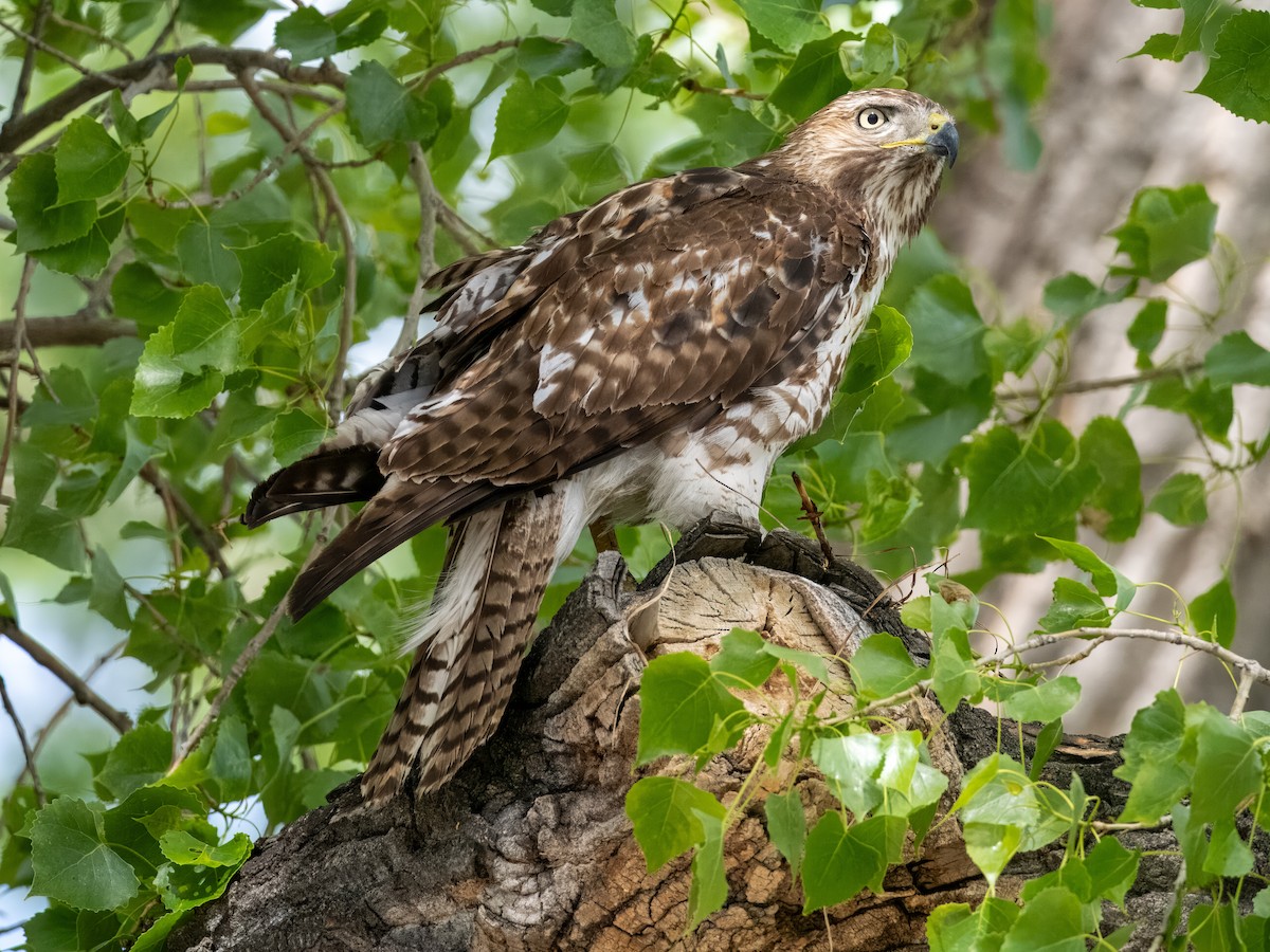 Red-tailed Hawk - Melody Serra