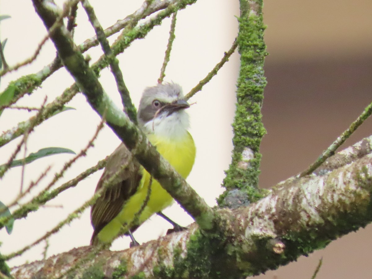 Gray-capped Flycatcher - ML619648391