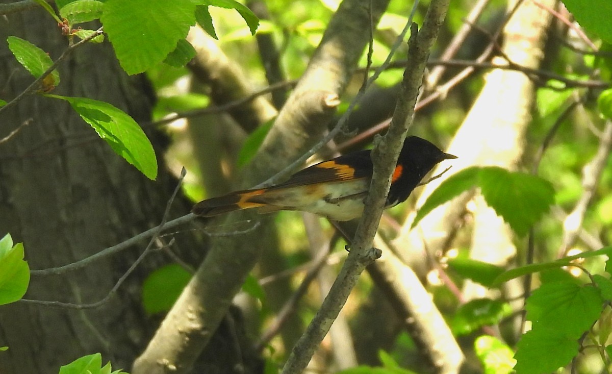 American Redstart - Sharon Wilcox