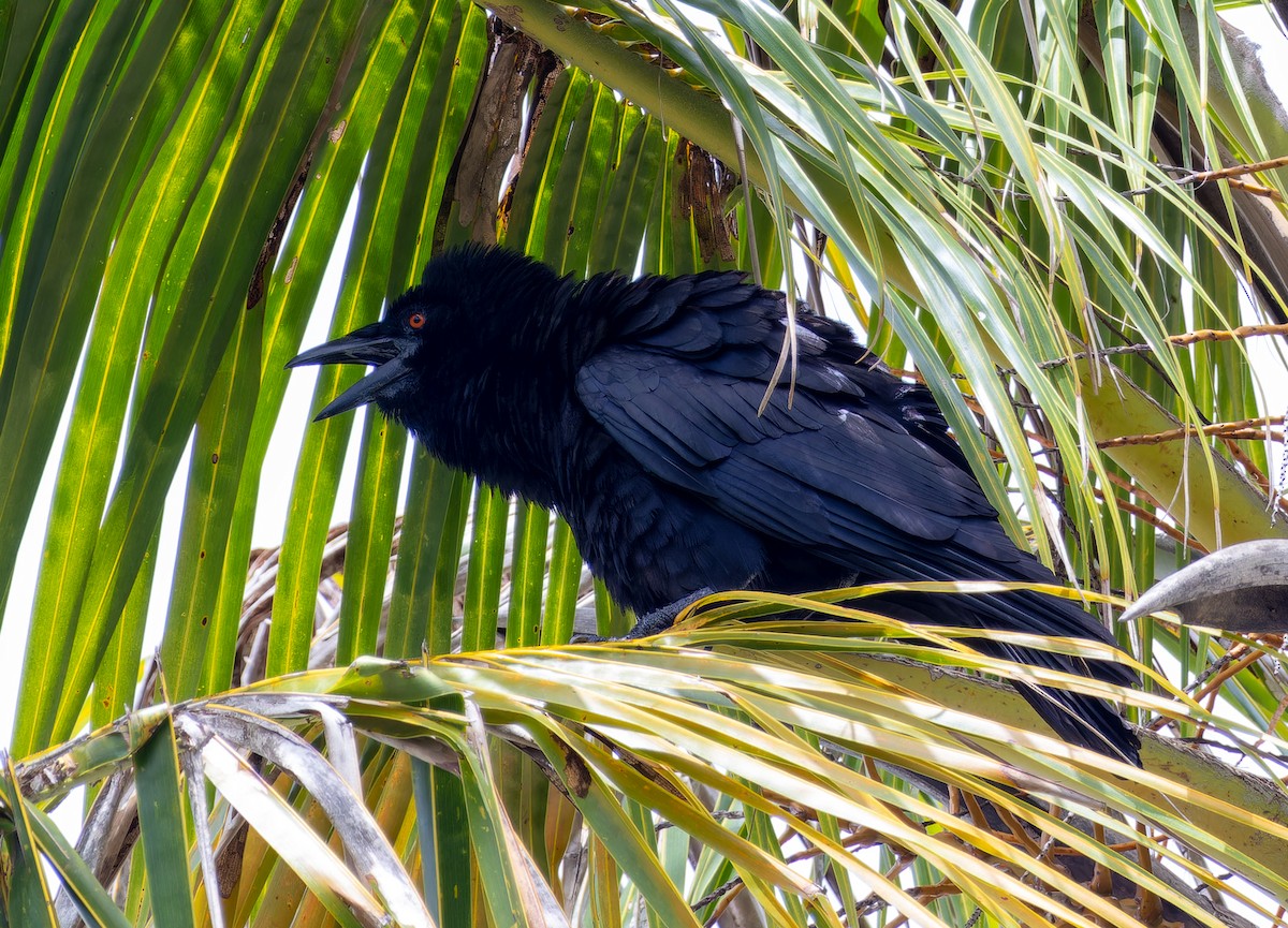 White-necked Crow - ML619648394