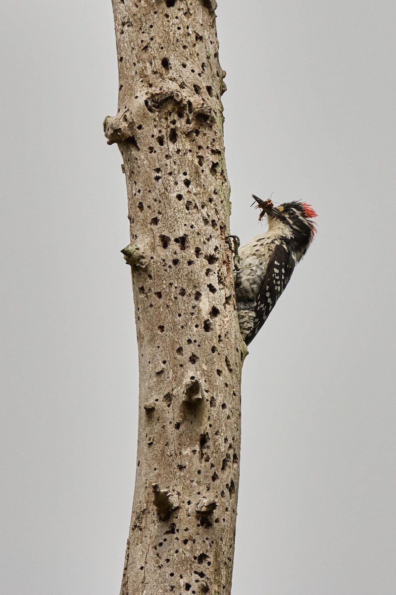 Nuttall's Woodpecker - Haruhiko Ishii