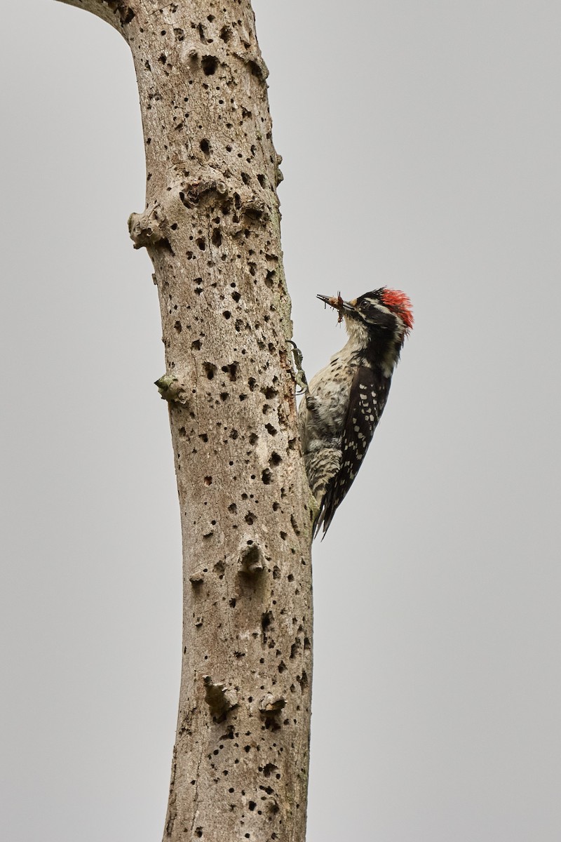 Nuttall's Woodpecker - Haruhiko Ishii