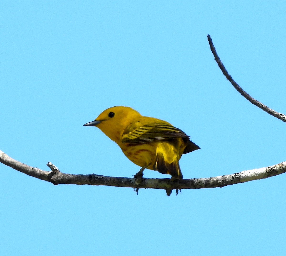 Yellow Warbler - Sharon Wilcox