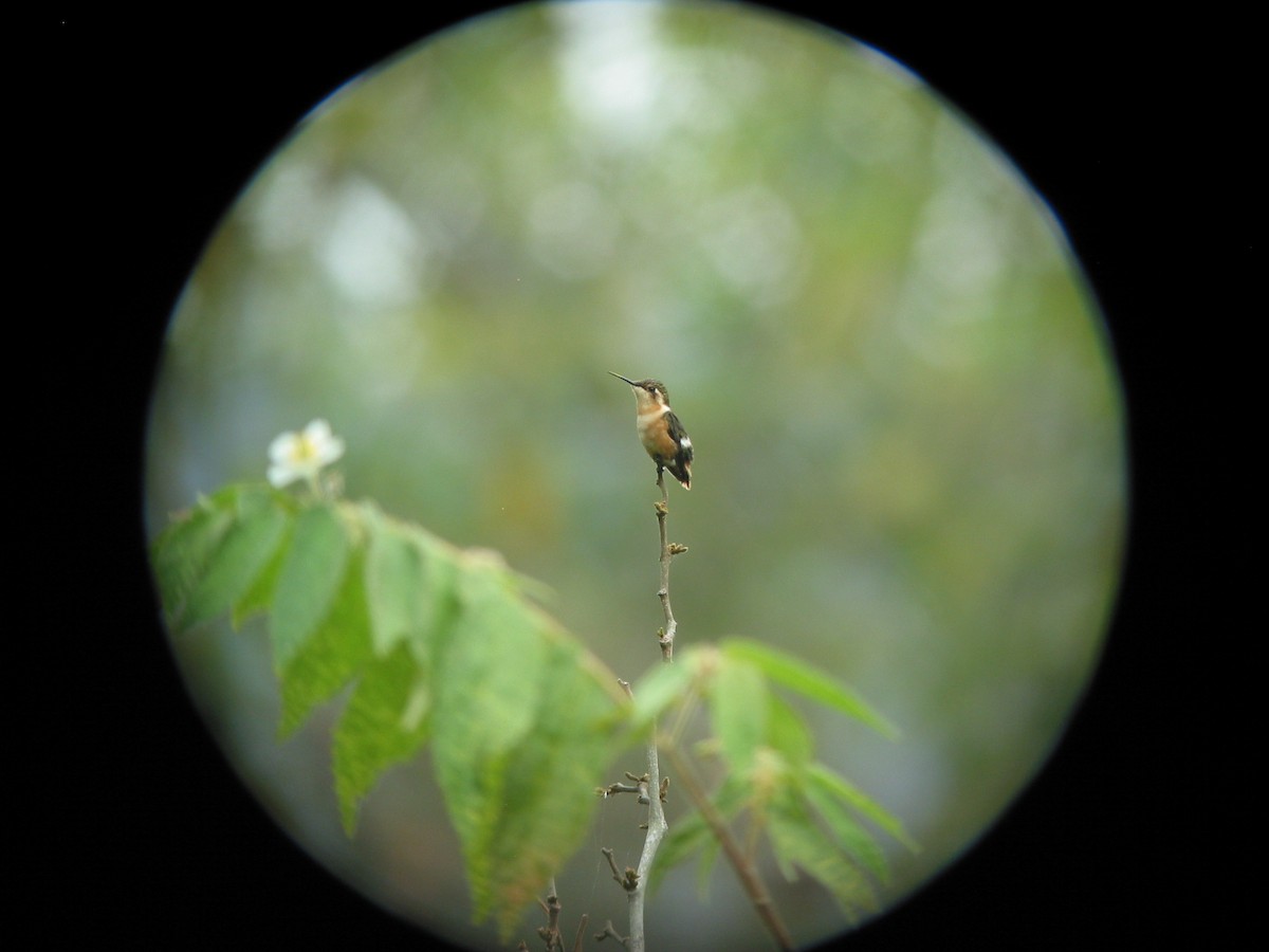 Colibrí de Esmeraldas - ML619648408