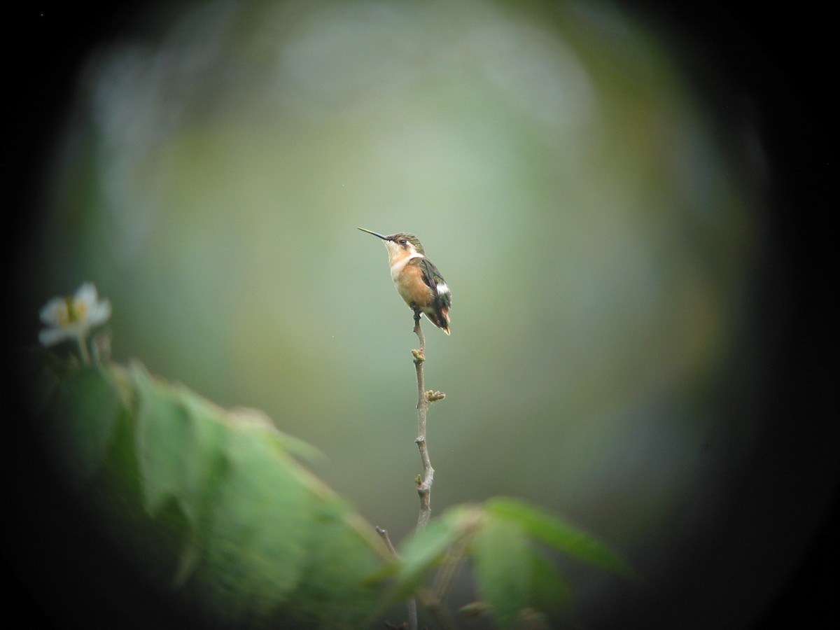 Colibrí de Esmeraldas - ML619648410