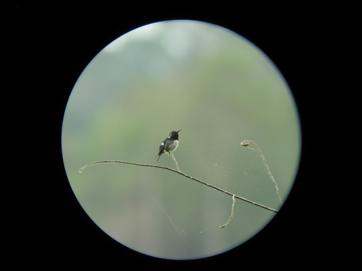 Colibrí de Esmeraldas - ML619648413