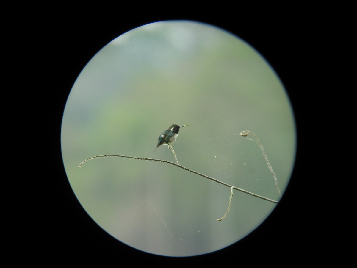 Colibrí de Esmeraldas - ML619648414