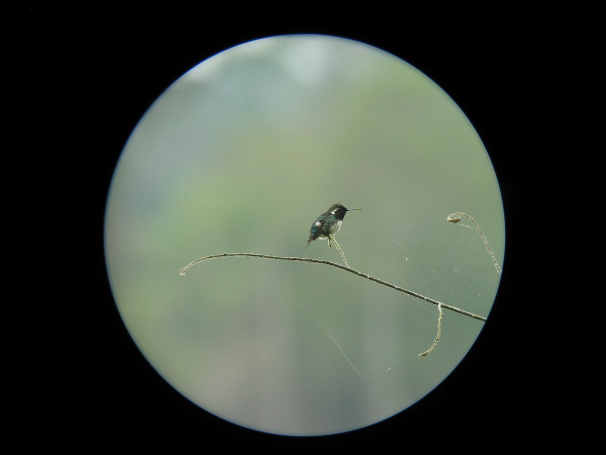 Colibrí de Esmeraldas - ML619648416