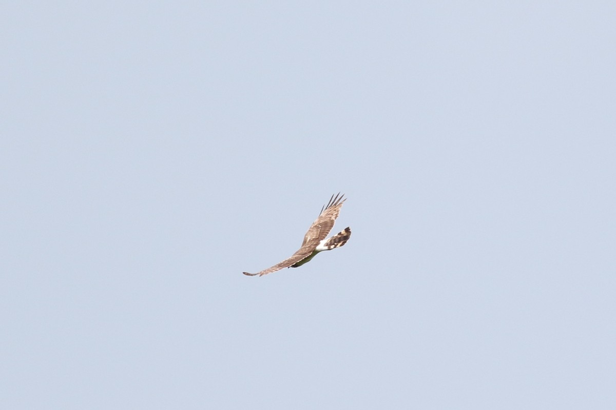 Northern Harrier - Lily Morello