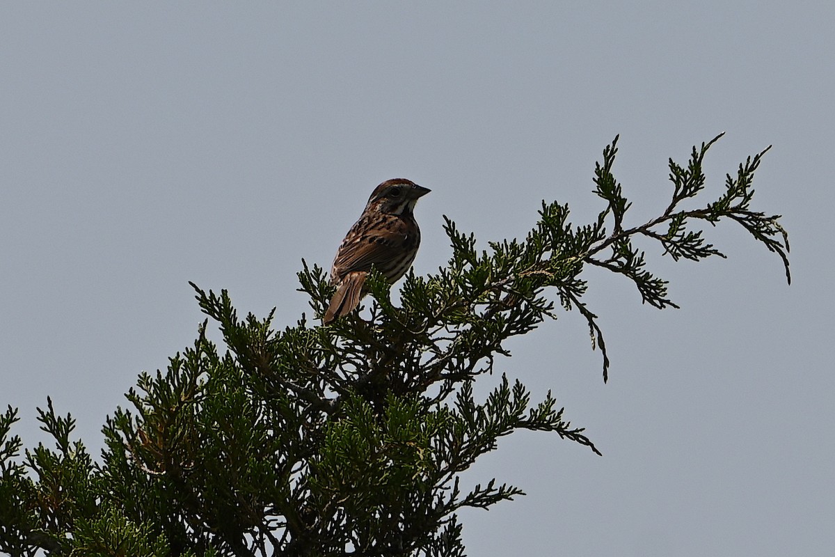 Song Sparrow - Chad Ludwig