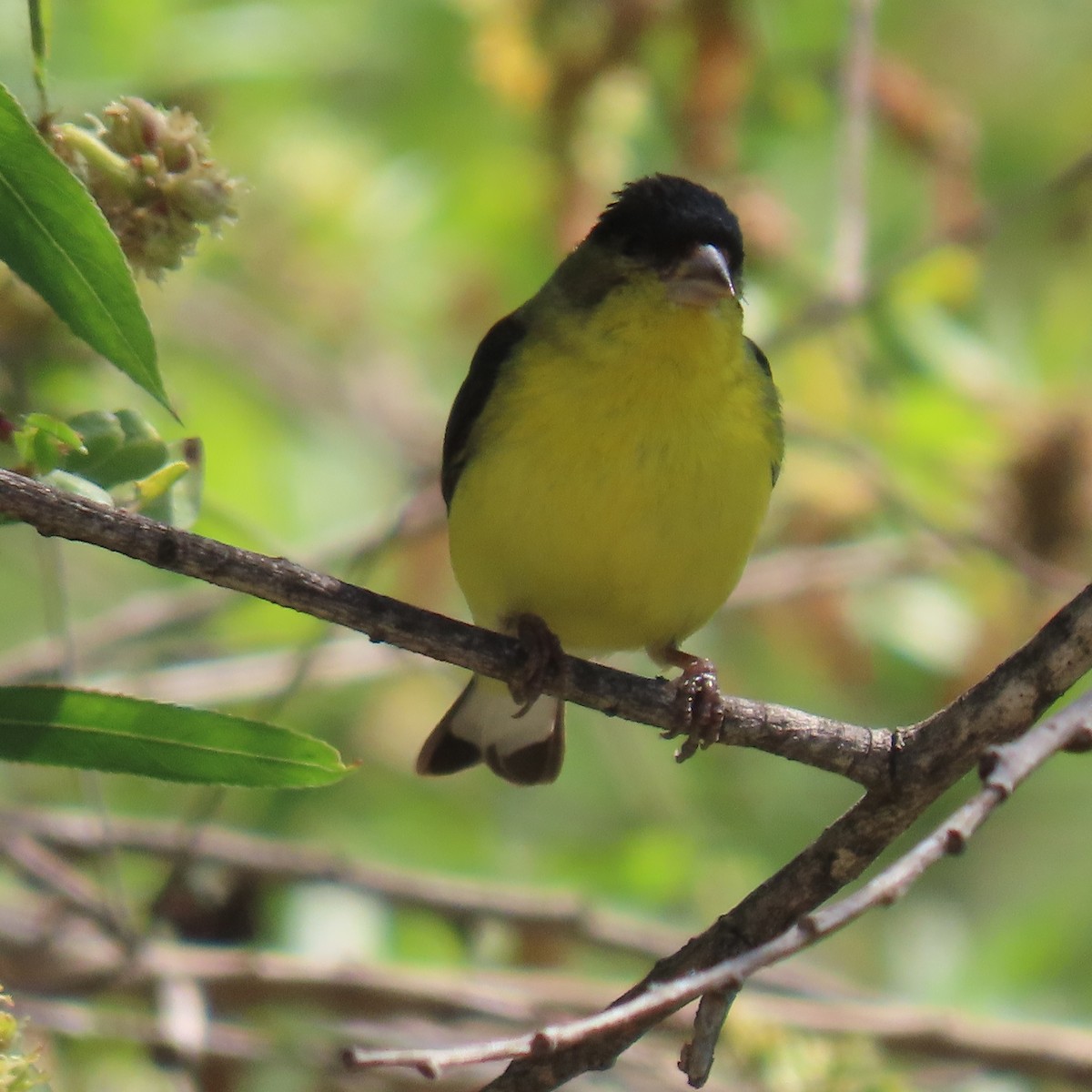 Lesser Goldfinch - Brian Nothhelfer