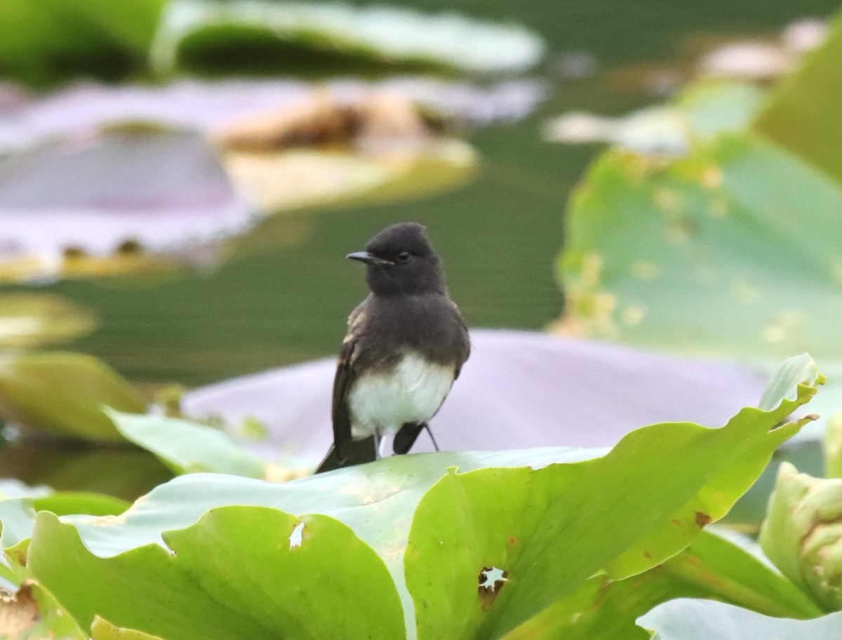 Black Phoebe - ML619648433