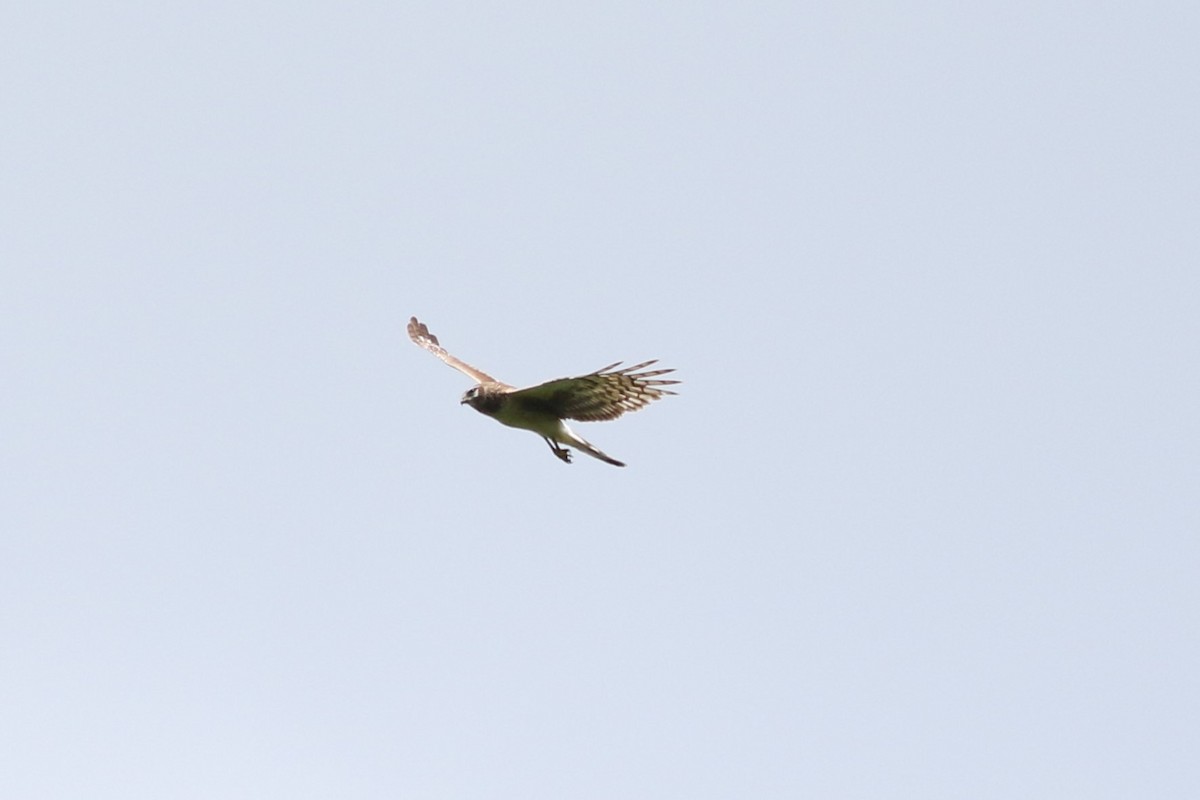 Northern Harrier - ML619648437