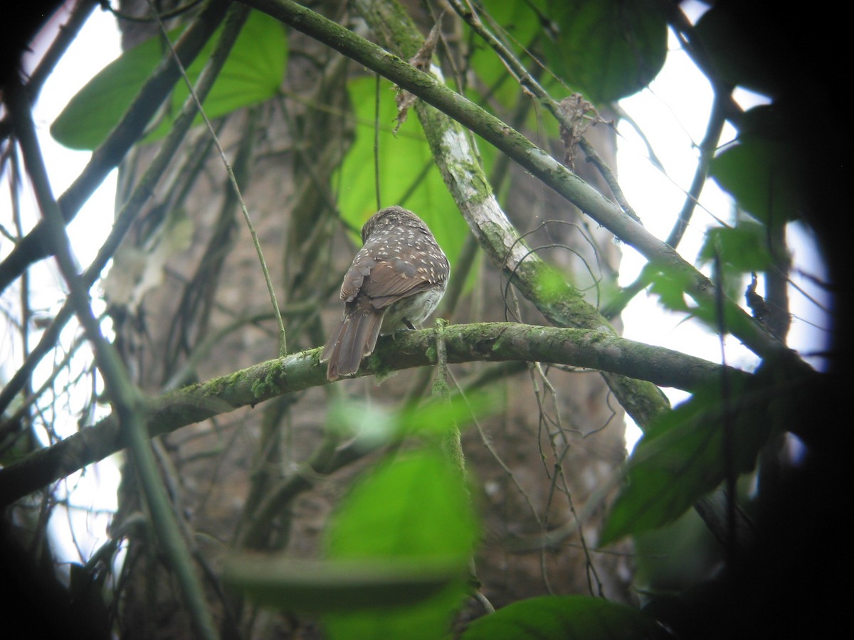 White-whiskered Puffbird - Francisco Sornoza