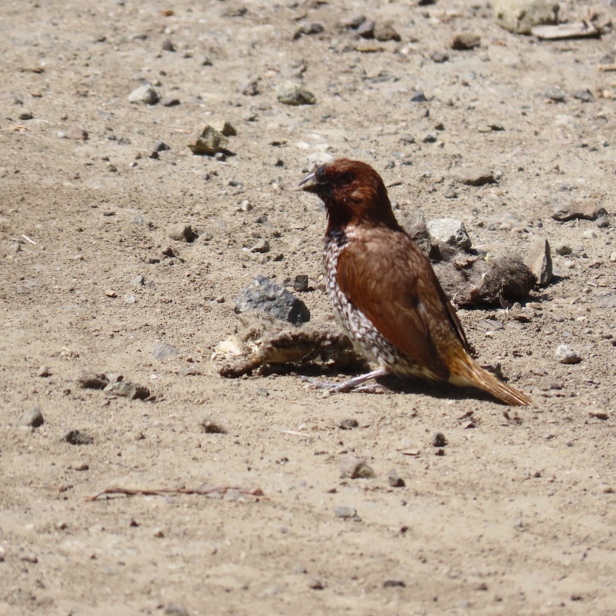 Scaly-breasted Munia - Brian Nothhelfer