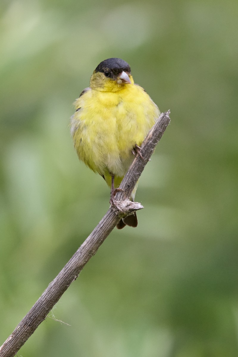 Lesser Goldfinch - Haruhiko Ishii