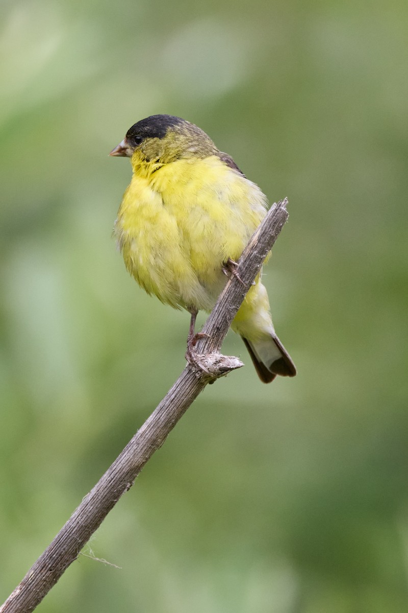 Lesser Goldfinch - Haruhiko Ishii