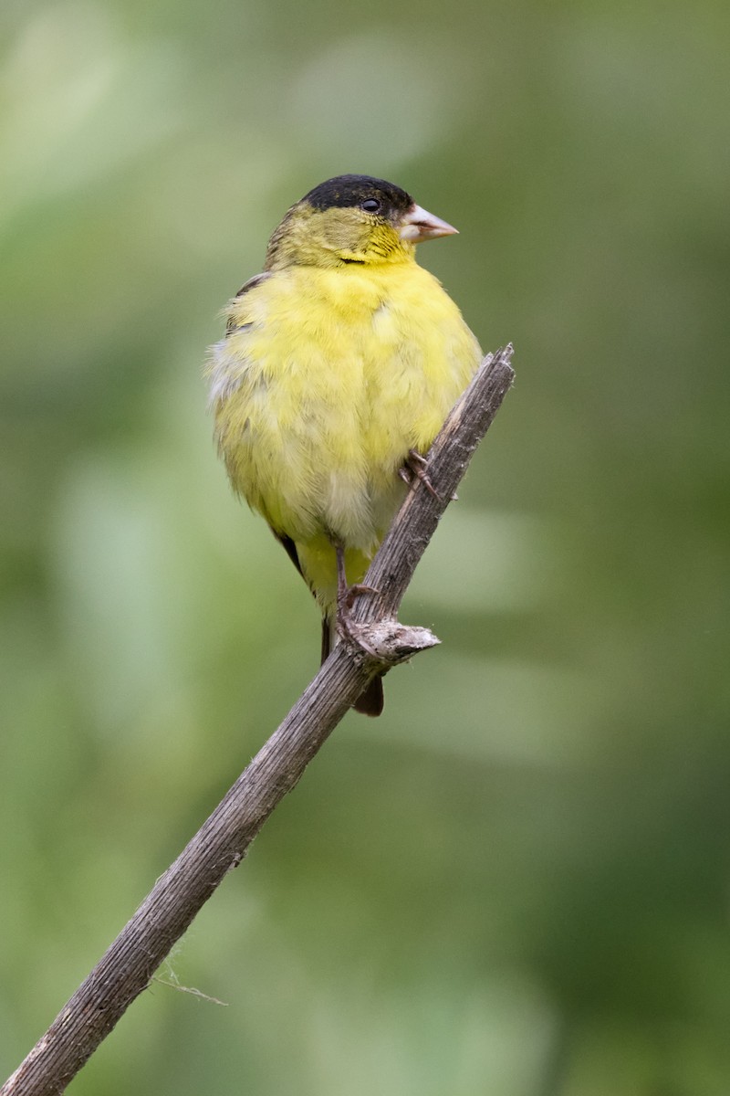 Lesser Goldfinch - Haruhiko Ishii