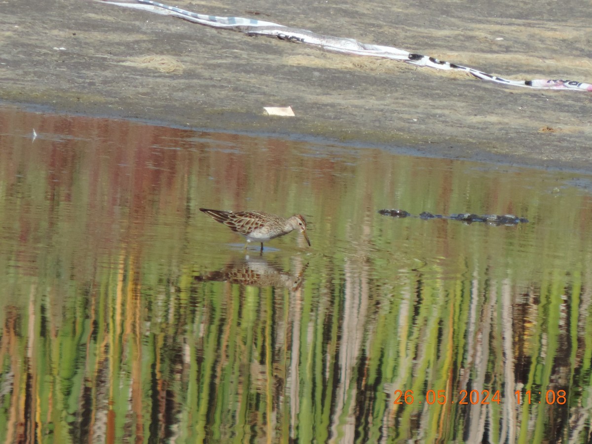 Pectoral Sandpiper - Ignacio Ramírez