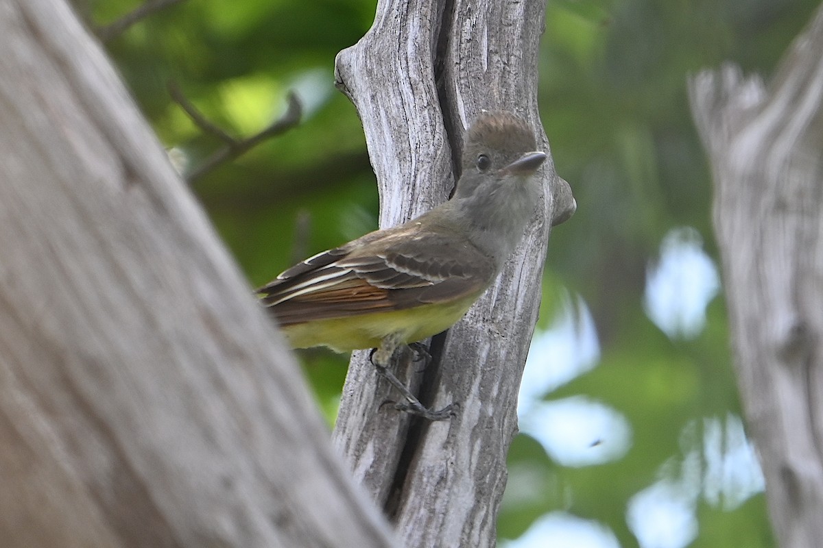 Great Crested Flycatcher - ML619648491