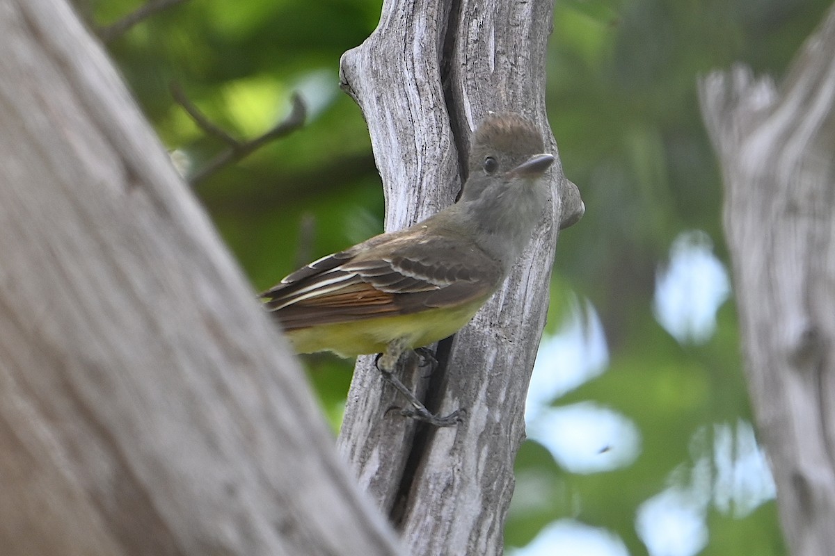 Great Crested Flycatcher - ML619648491