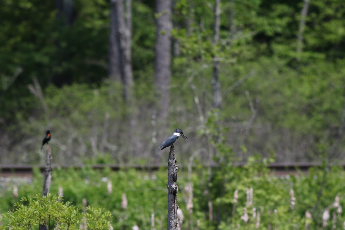 Belted Kingfisher - Lily Morello