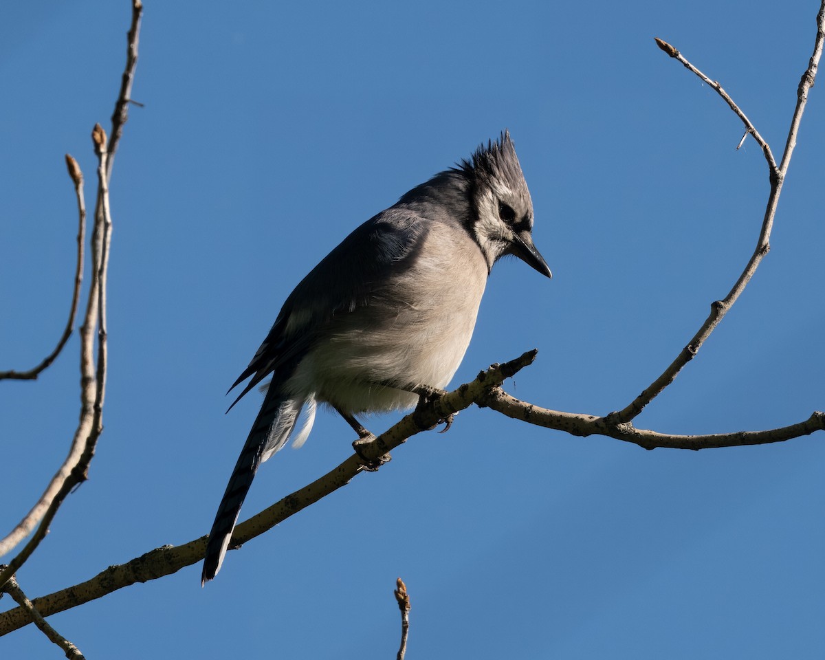 Blue Jay - Melody Serra