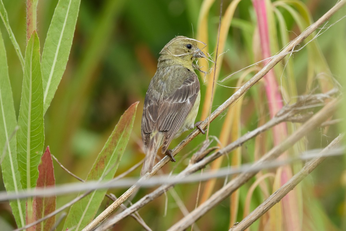 Lesser Goldfinch - Haruhiko Ishii