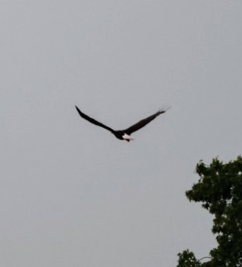 Bald Eagle - Joe  Terry