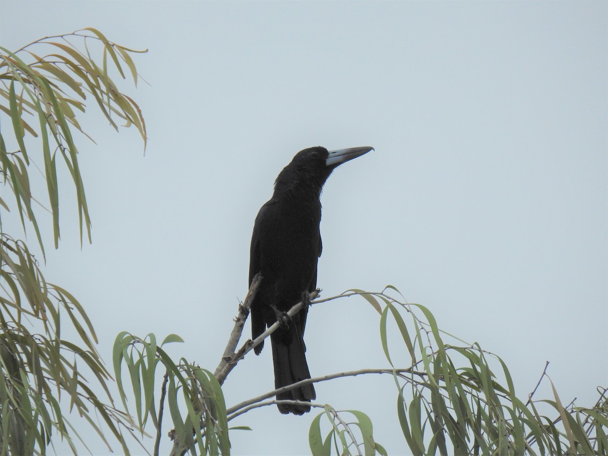 Black Butcherbird - ML619648515