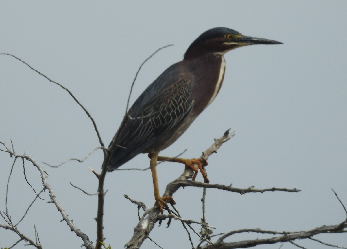 Green Heron - ML619648516