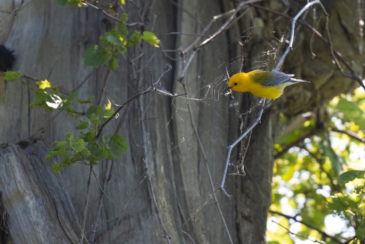 Prothonotary Warbler - Cristina Avila