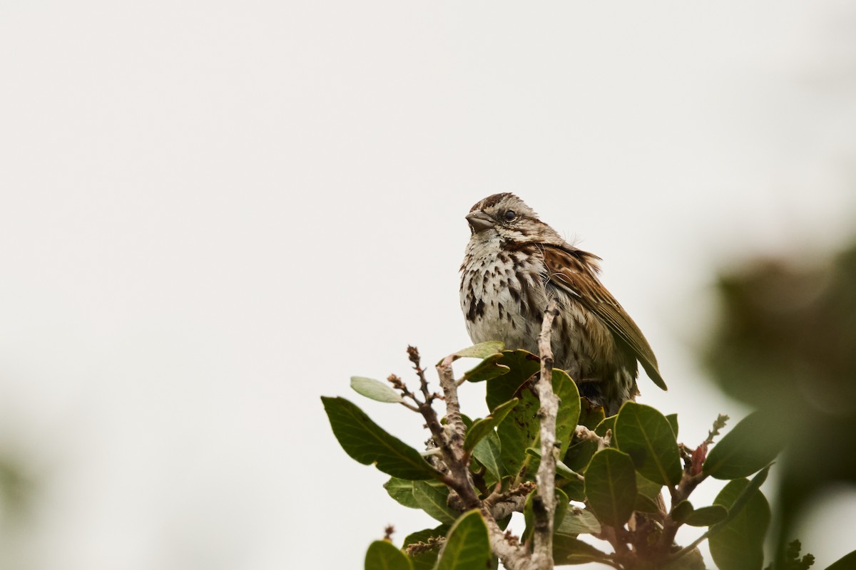 Song Sparrow - Haruhiko Ishii