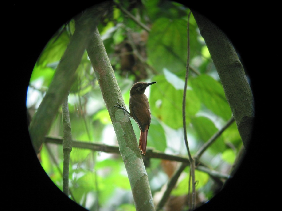 Plain-brown Woodcreeper - Francisco Sornoza