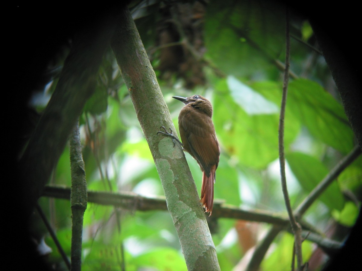 Plain-brown Woodcreeper - Francisco Sornoza