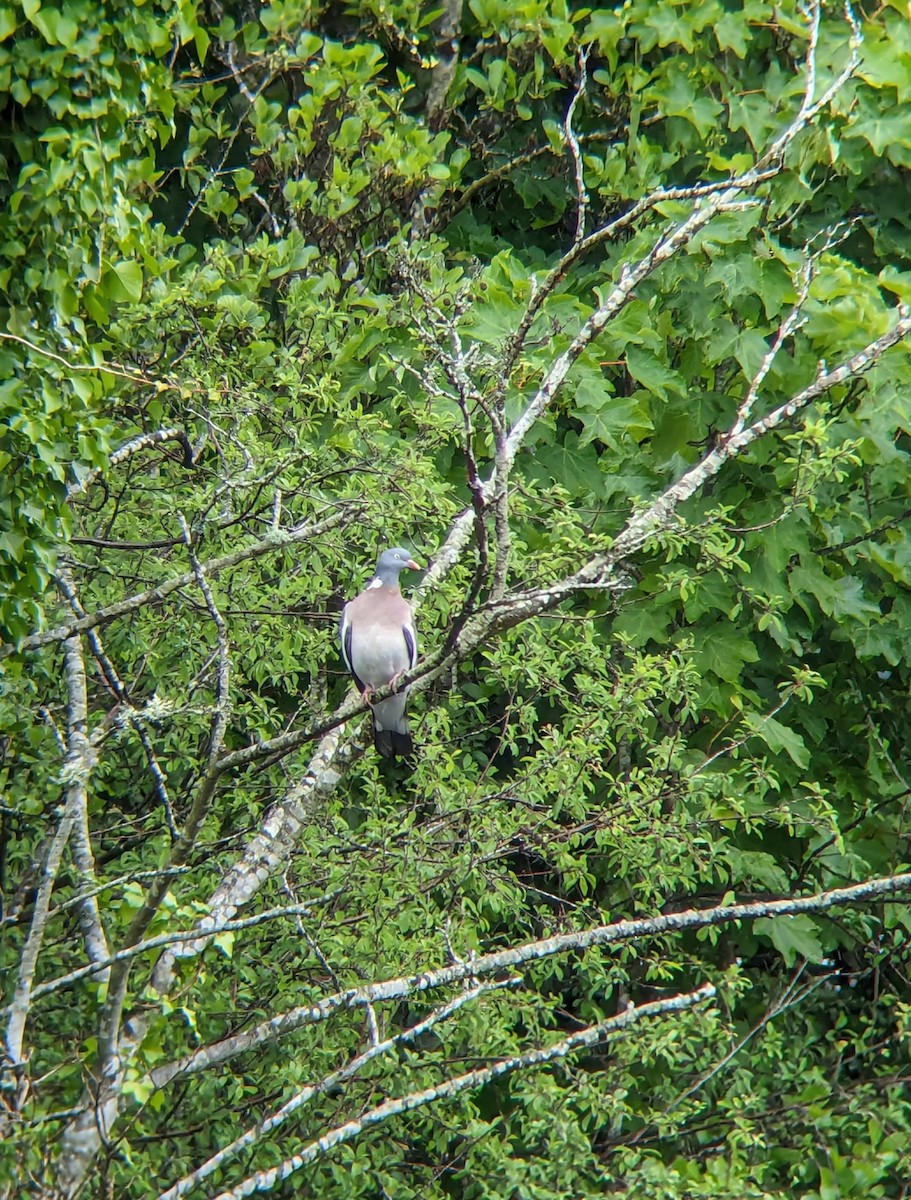 Common Wood-Pigeon - Noel Reiling