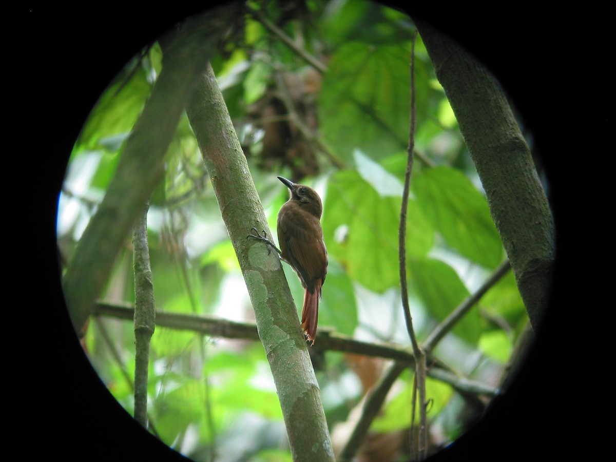 Plain-brown Woodcreeper - Francisco Sornoza